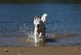 SIBERIAN HUSKY 579